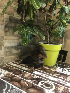 Photo №4. I will sell dachshund in the city of Zhukovsky. breeder - price - 1624$