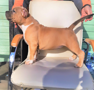 Additional photos: American Bully Puppies