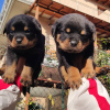 Photo №1. rottweiler - for sale in the city of Tampa | 400$ | Announcement № 53183