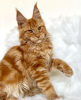 Additional photos: Maine coon