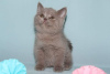 Photo №1. british shorthair - for sale in the city of Berlin | 264$ | Announcement № 95235