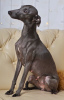 Additional photos: Italian greyhound puppy