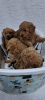 Additional photos: Miniature Poodle puppies