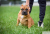 Photo №1. american bully - for sale in the city of Москва | 1080$ | Announcement № 11919