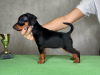 Photo №3. Mini -Pincher puppies ginazapata4@gmail.com. Germany