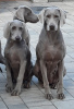 Photo №2 to announcement № 9876 for the sale of weimaraner - buy in Serbia breeder