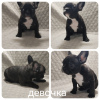 Photo №2 to announcement № 67744 for the sale of french bulldog - buy in Belarus private announcement