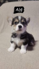 Photo №4. I will sell welsh corgi in the city of Москва. from nursery - price - Is free
