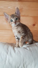 Photo №4. I will sell savannah cat in the city of Rothenburg ob der Tauber. private announcement, from nursery - price - 423$