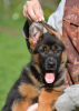Photo №2 to announcement № 7805 for the sale of german shepherd - buy in Russian Federation breeder