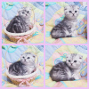 Photo №2 to announcement № 42142 for the sale of scottish fold - buy in Belarus private announcement