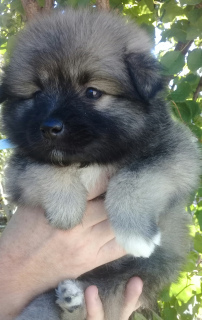 Photo №2 to announcement № 3732 for the sale of german spitz - buy in Russian Federation breeder