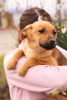 Photo №2 to announcement № 9971 for the sale of non-pedigree dogs - buy in Russian Federation private announcement