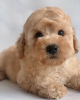 Photo №1. poodle (toy) - for sale in the city of Cambridge | 250$ | Announcement № 124481