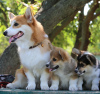 Photo №2 to announcement № 11635 for the sale of welsh corgi - buy in Russian Federation from nursery