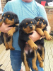 Photo №1. rottweiler - for sale in the city of Nottingham | 473$ | Announcement № 11289