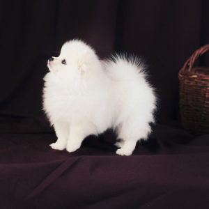 Photo №3. Puppies of German white spitz.. Russian Federation