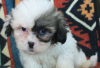 Photo №1. lhasa apso - for sale in the city of Vienna | 317$ | Announcement № 76004