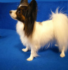 Additional photos: Gorgeous papillon boy