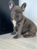 Photo №1. french bulldog - for sale in the city of St. Petersburg | 721$ | Announcement № 10369