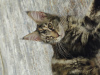 Photo №2 to announcement № 51771 for the sale of maine coon - buy in Russian Federation breeder