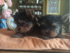 Photo №2 to announcement № 52319 for the sale of yorkshire terrier - buy in Turkey breeder