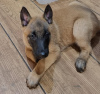 Photo №1. belgian shepherd - for sale in the city of Quecholac | Is free | Announcement № 124701