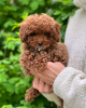 Photo №1. poodle (toy) - for sale in the city of Paris | negotiated | Announcement № 126850