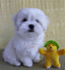 Photo №1. maltese dog - for sale in the city of Kiev | 46$ | Announcement № 48691