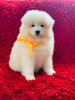Photo №2 to announcement № 10394 for the sale of samoyed dog - buy in Russian Federation 