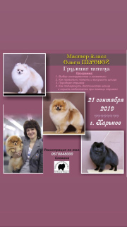 Photo №2. Service of the groomer in Ukraine. Price - 84$. Announcement № 3308