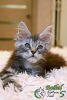 Photo №1. maine coon - for sale in the city of St. Petersburg | 810$ | Announcement № 17580