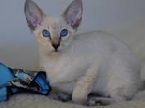 Photo №1. oriental shorthair - for sale in the city of Minsk | 170$ | Announcement № 722