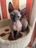 Photo №2 to announcement № 30821 for the sale of sphynx cat - buy in Germany from nursery