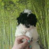 Additional photos: Harlequin poodle puppies