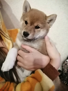 Photo №2 to announcement № 4824 for the sale of shiba inu - buy in Russian Federation breeder