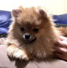 Photo №4. I will sell pomeranian in the city of St. Petersburg. private announcement - price - 2500$
