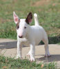 Photo №3. Mini Bull Terrier puppies. Serbia