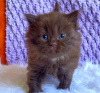 Photo №2 to announcement № 83695 for the sale of british shorthair - buy in United States private announcement