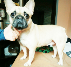 Photo №2 to announcement № 1018 for the sale of french bulldog - buy in Ukraine from nursery