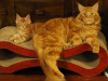 Photo №2 to announcement № 77778 for the sale of maine coon - buy in Germany private announcement, from nursery