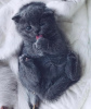 Photo №1. scottish fold - for sale in the city of Calimesa | 200$ | Announcement № 83555