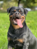 Additional photos: Kennel Club Registered beautiful Rottweiler Puppies