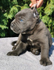 Photo №1. cane corso - for sale in the city of Belgrade | negotiated | Announcement № 119974