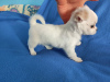 Photo №2 to announcement № 104990 for the sale of chihuahua - buy in United States breeder