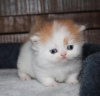 Photo №1. munchkin - for sale in the city of Leipzig | Is free | Announcement № 107823