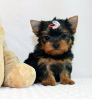 Photo №2 to announcement № 56237 for the sale of yorkshire terrier - buy in Switzerland private announcement
