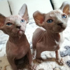 Photo №1. sphynx cat - for sale in the city of Armavir | negotiated | Announcement № 8678