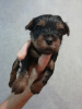 Photo №1. beaver yorkshire terrier, yorkshire terrier - for sale in the city of Vilnius | 475$ | Announcement № 96584