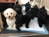Photo №1. labradoodle - for sale in the city of Belgrade | negotiated | Announcement № 18632